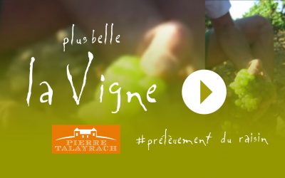 Plus Belle La Vigne #10 : Prélèvement du raisin
