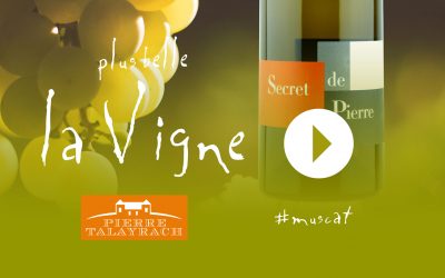 Plus Belle La Vigne #15 : Le Muscat de Pierre
